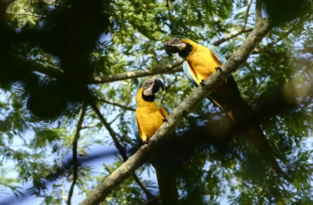 Colección fotográfica de biodiversidad Juan Manuel Renjifo Guacamaya azul y amarilla