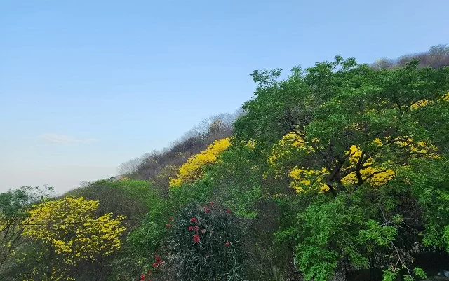 Árboles florecidos de color amarillo y rojo de los bosques secos de los alrededores de Taganga, Santa Marta