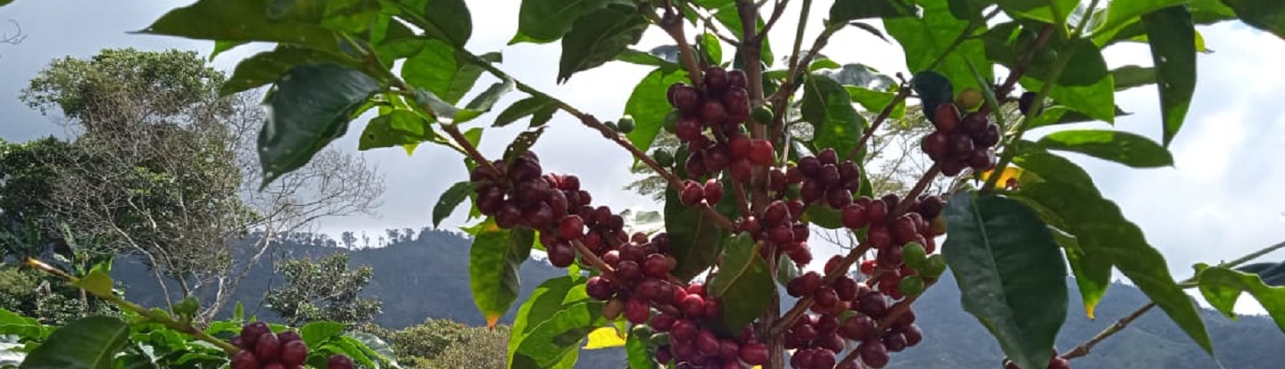Detalle de una mata de café con los granos rojos y maduros de la Sierra Nevada de Santa Marta 