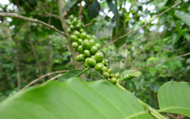 Detalle de una planta de café aun con el grano verde. Sierra Nevada de Santa Marta 