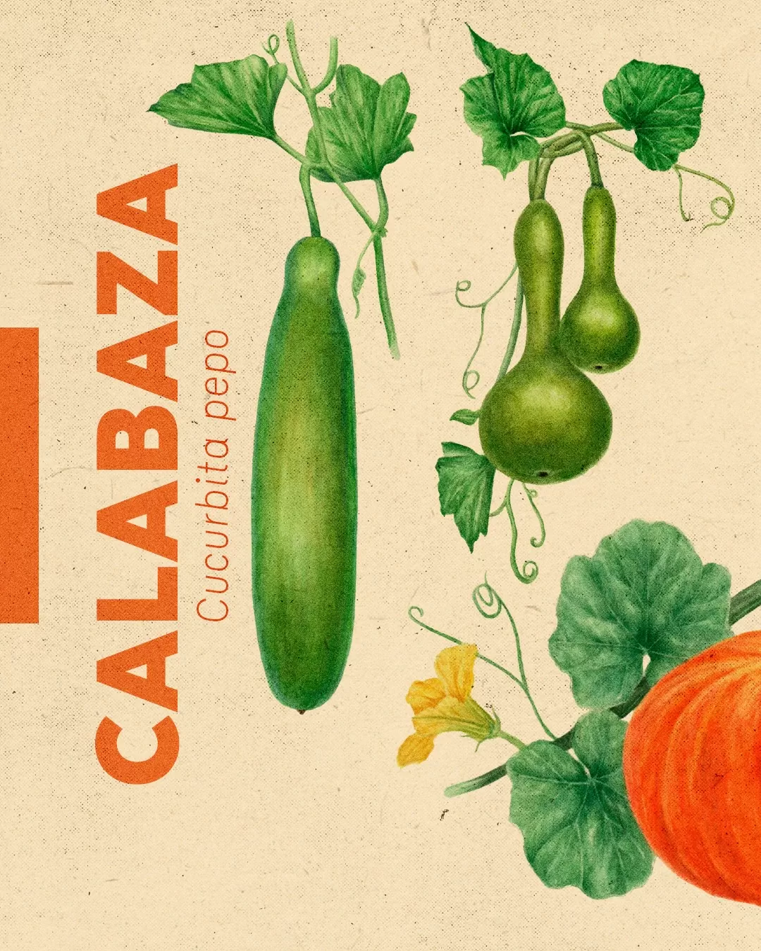 Ilustración de calabaza y el texto: Calabaza, Cucurbita pepo