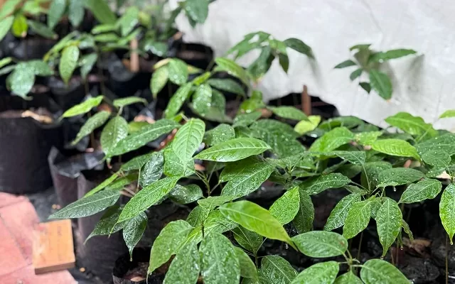 Arboles de caoba en el vivero del Museo del Oro Tairona 