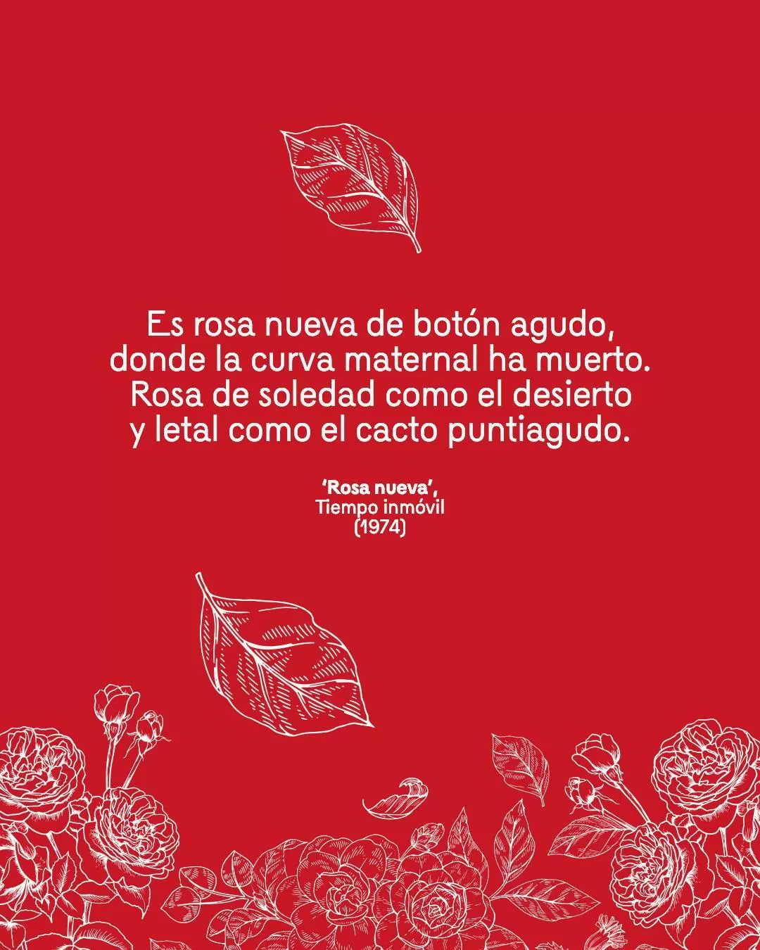 Ilustración de fondo rojo con una rosa blanca y su poema Rosa perenne