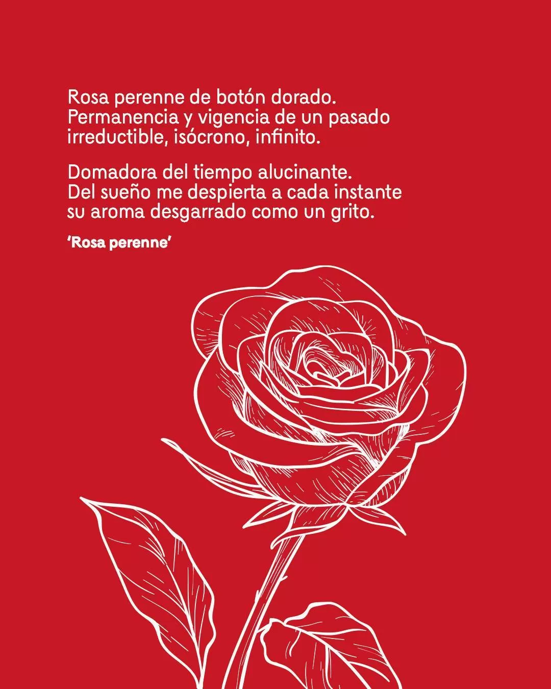 Ilustración de fondo rojo con una rosa blanca y el texto del poema Rosa perenne