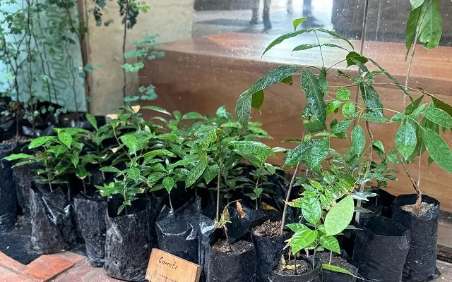 Árboles de carreto, de caoba y de ébano creciendo en el vivero del Museo del Oro Tairona