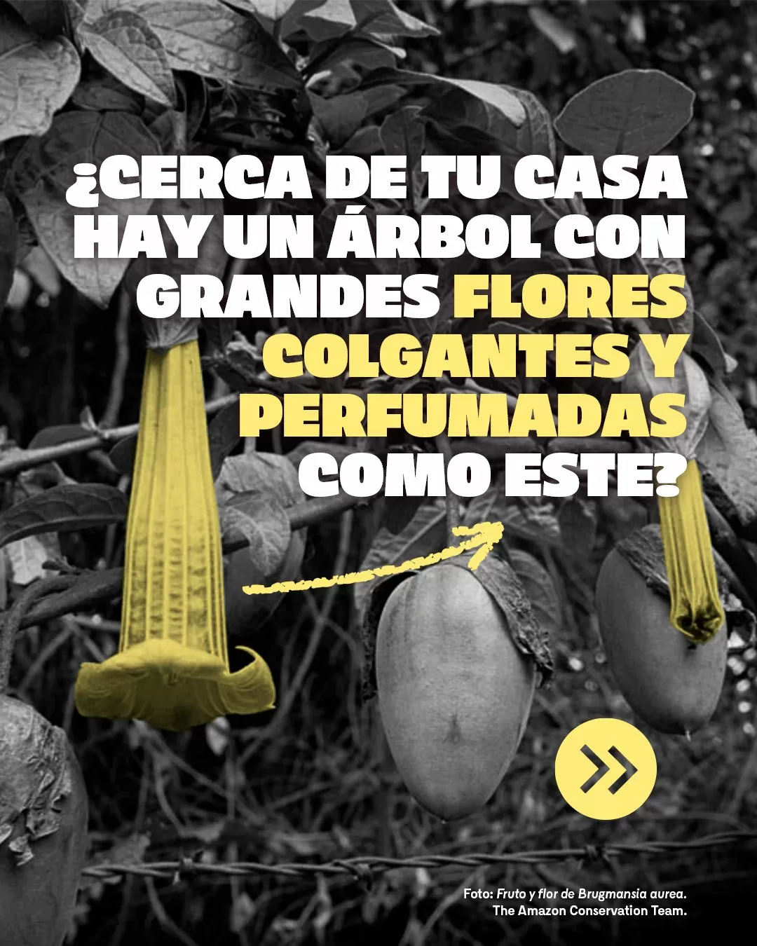 Fotografía de una flor y su fruto y el texto: ¿Cerca de tu casa hay un árbol con grandes flores colgantes y perfumadas como este?