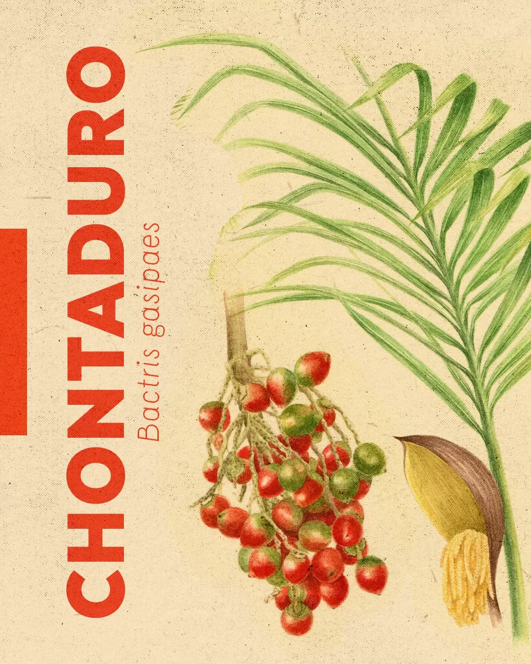 Ilustración de chontaduro y el texto: Chontaduro, Bactris gasipaes