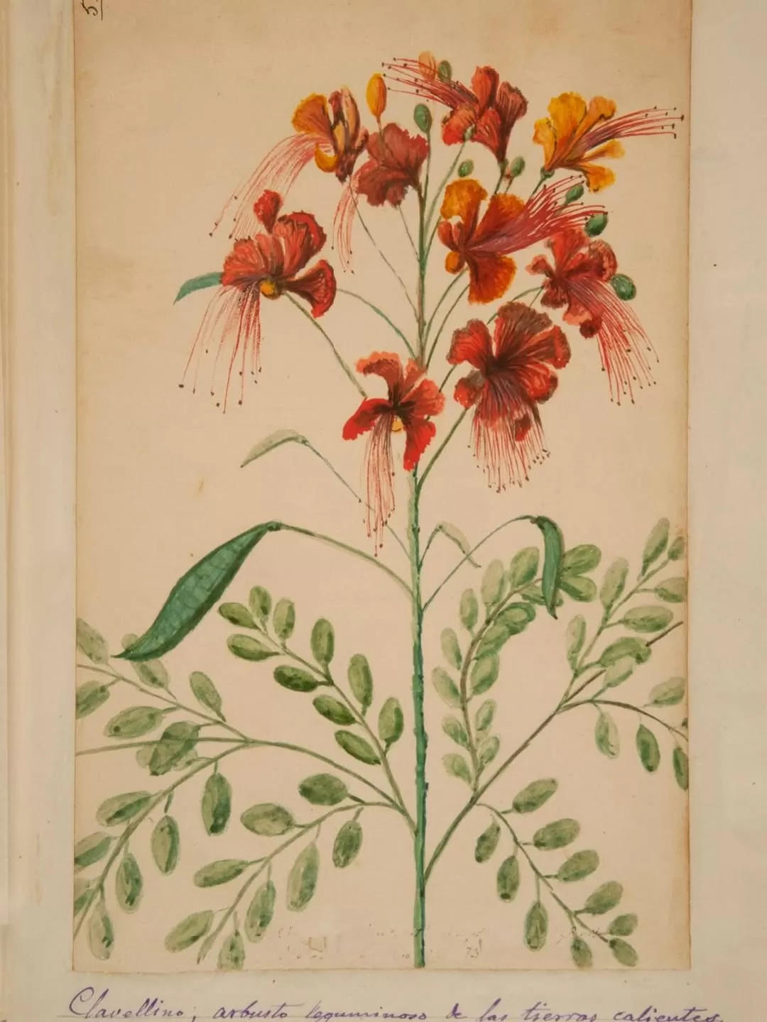 Ilustración de Clavellina