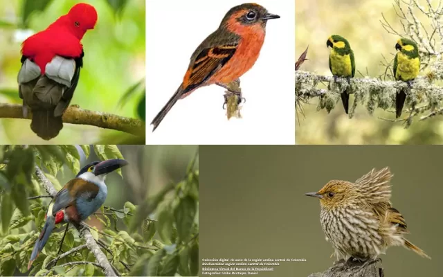Imagen del libro vuelo de pájaros americanos
