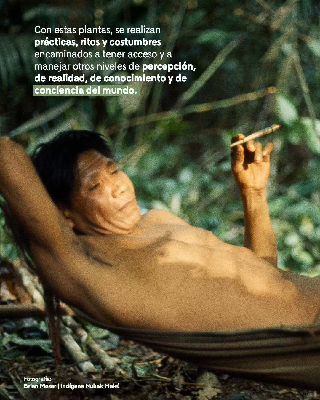 Fotografía de indígena Nukak Makú y el texto: Con estas plantas, se realizan prácticas, ritos y costumbres encaminados a tener acceso y a manejar otros niveles de percepción, de realidad de conocimiento y de conciencia del mundo