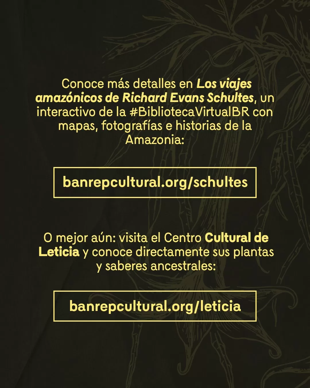Ilustración de borrachero y el texto: Conoce más detalles en Los viajes amazónicos de Richard Evans Schultes, un interactivo de la Biblioteca Virtual con mapas, fotografías e historias de la Amazonia