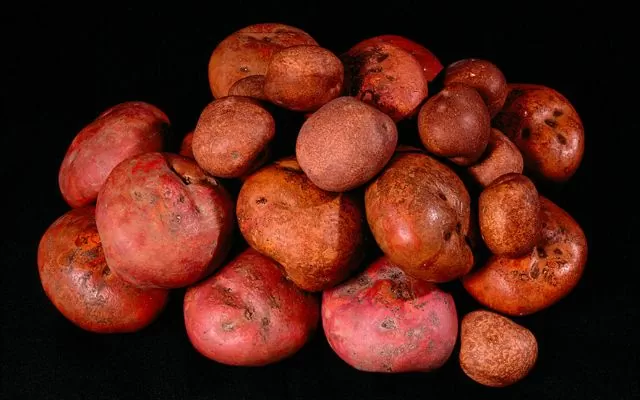 Fotografía de papas