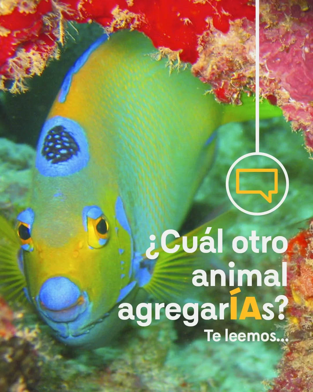 Fotografía de pez 