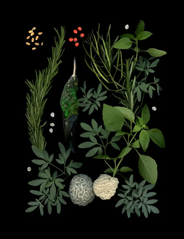 Plantas medicinales sobre fondo negro