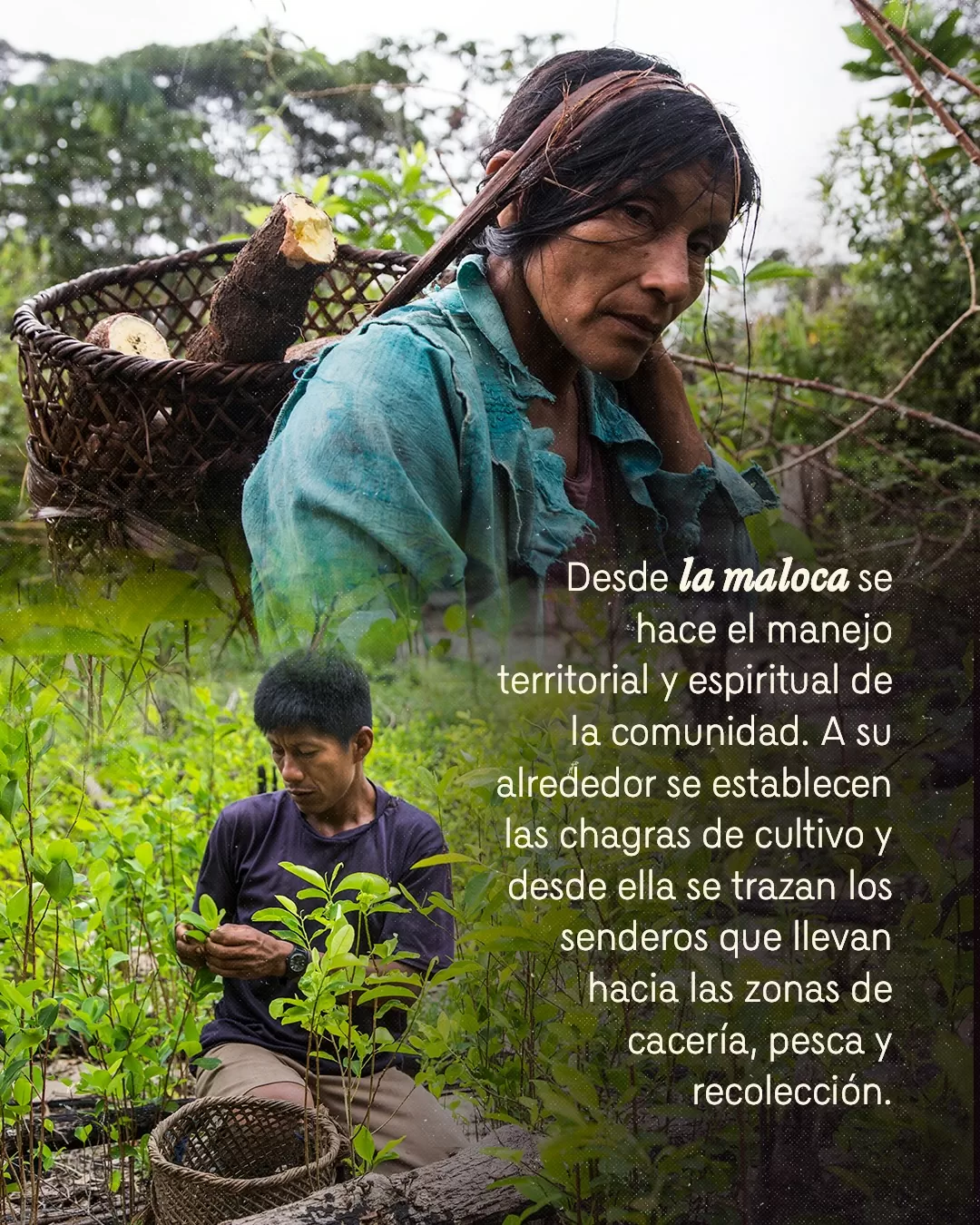 Fotografía de indígenas y el texto: Desde la maloca se hace el manejo territorial y espiritual de la comunidad