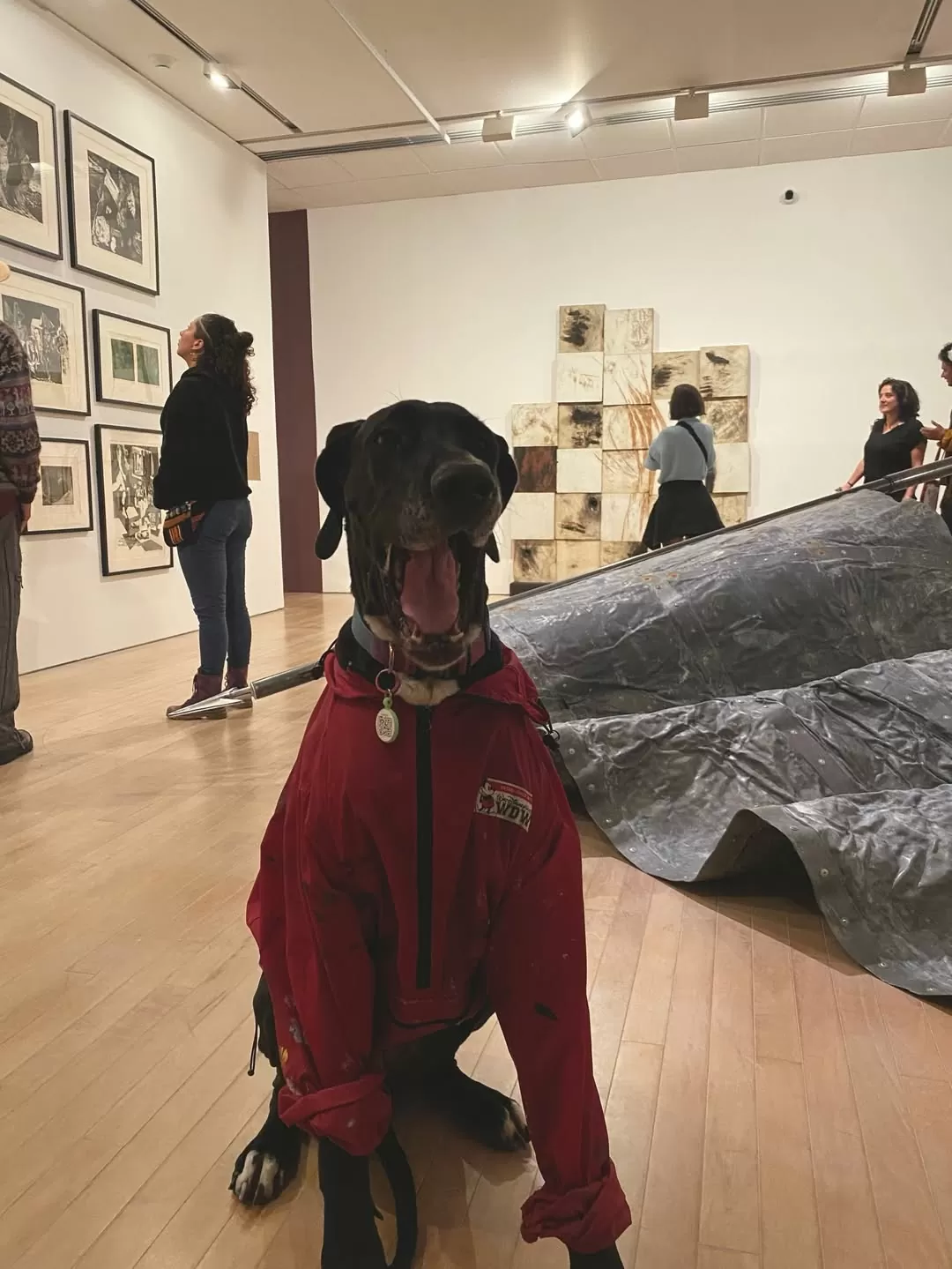 Perro visitante de la exposición Digna Rabia
