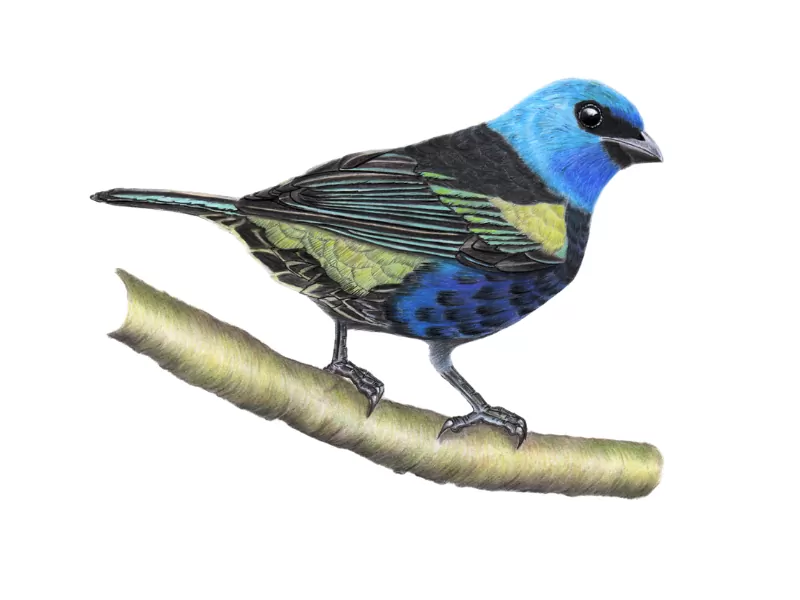 Ave del Eje Cafetero