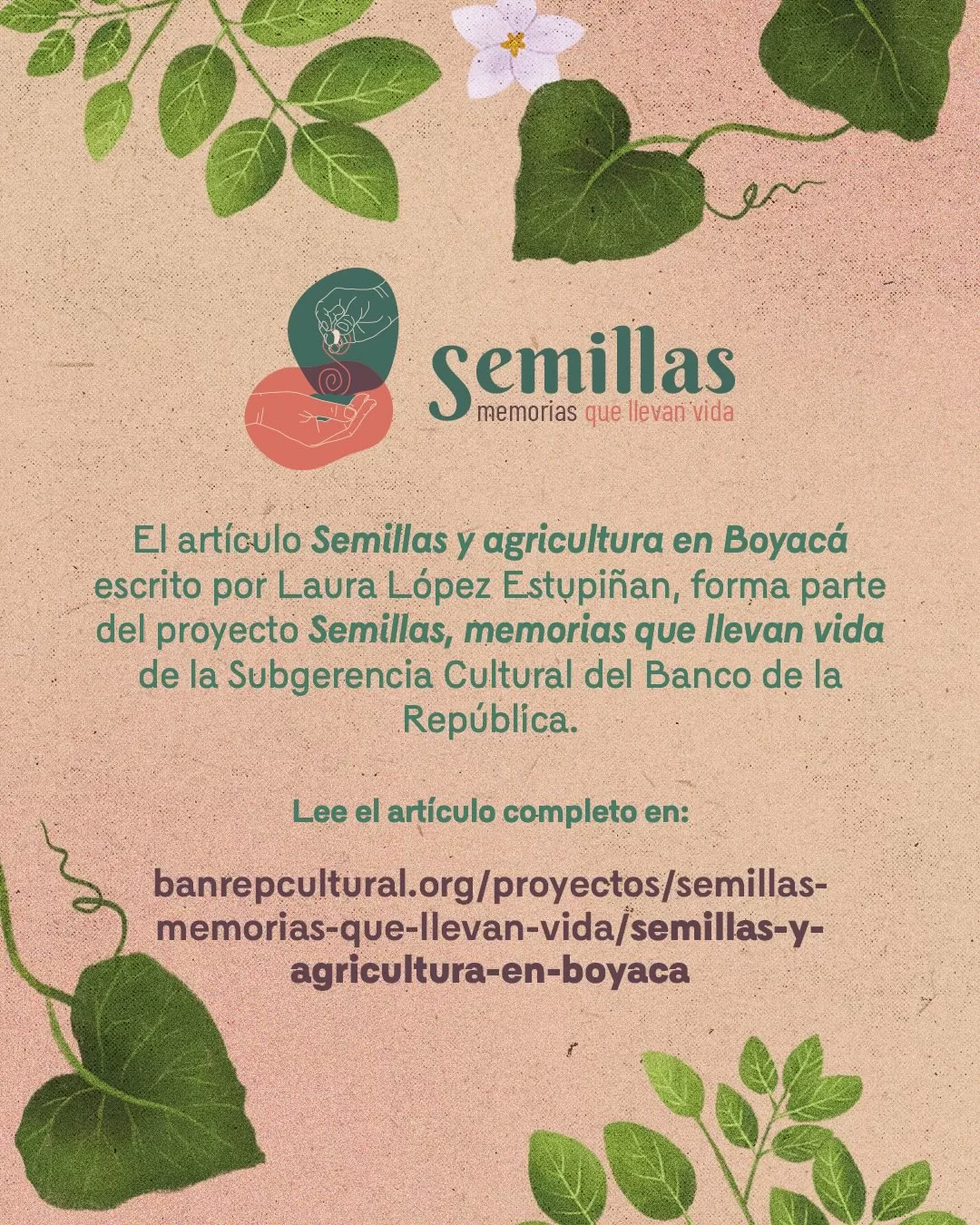 Ilustración de semillas y el texto: El artículo Semillas y agricultura en Boyacá escrito por Laura López Estupiñan, forma parte del proyecto Semillas, memorias que llevan vida de la Subgerencia Cultural del Banco de la República. Lee el artículo completo