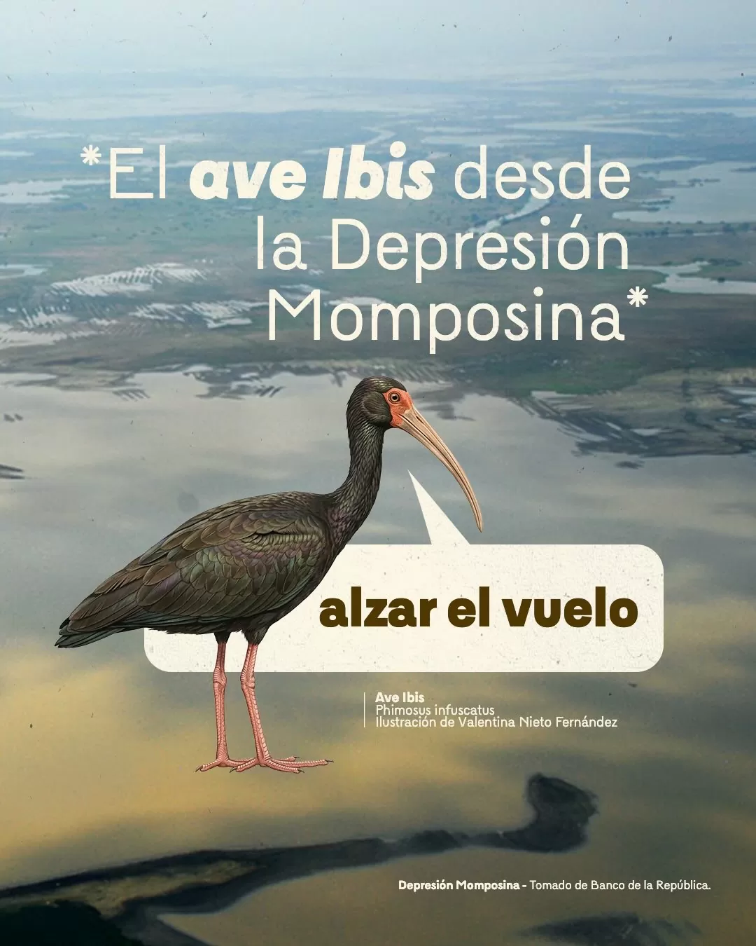 Imagen del ave Ibis y el texto: El ave Ibis desde la Depresión Momposina  