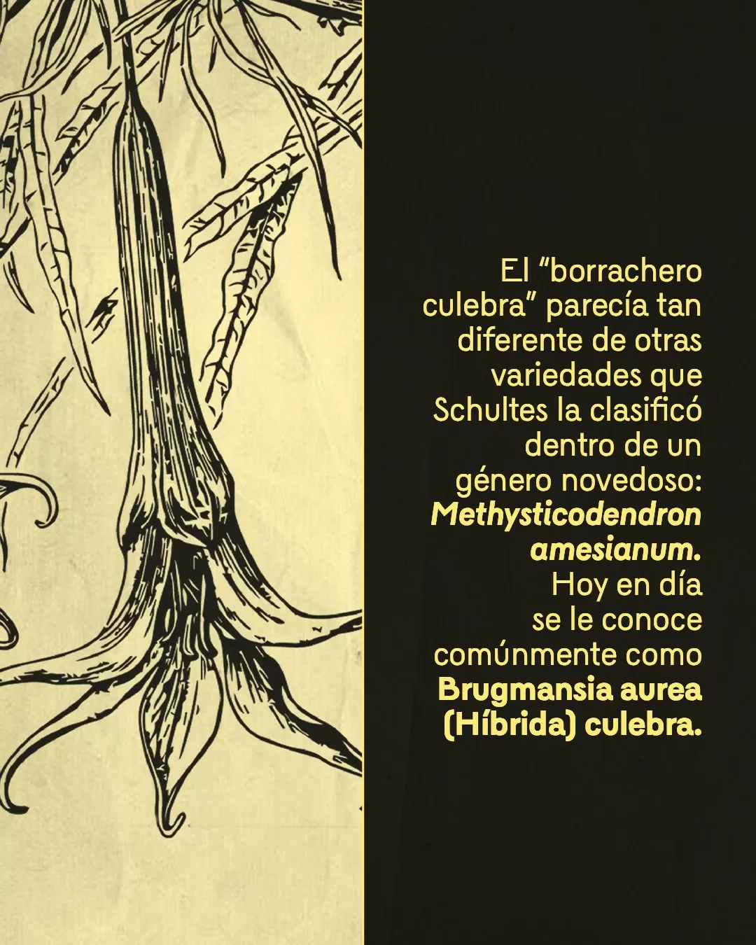 Ilustración de "borrachero culebra"