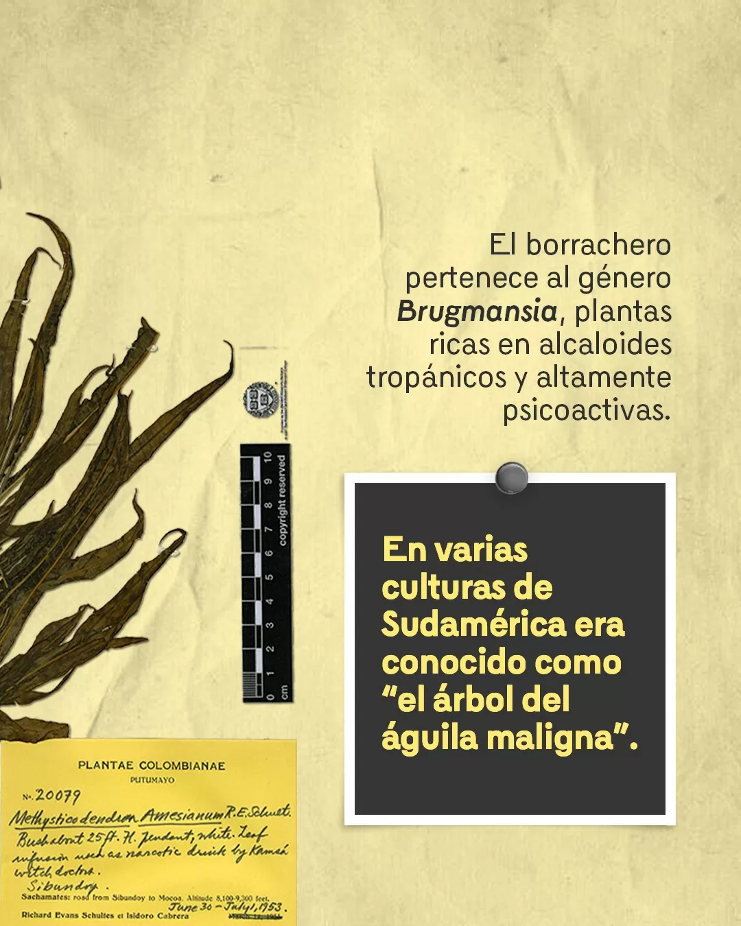 Fotografía de borrachero y el texto: El borrachero pertenece al género Brugmansia, plantas ricas en alcaloides tropánicos y altamente psicoactivas