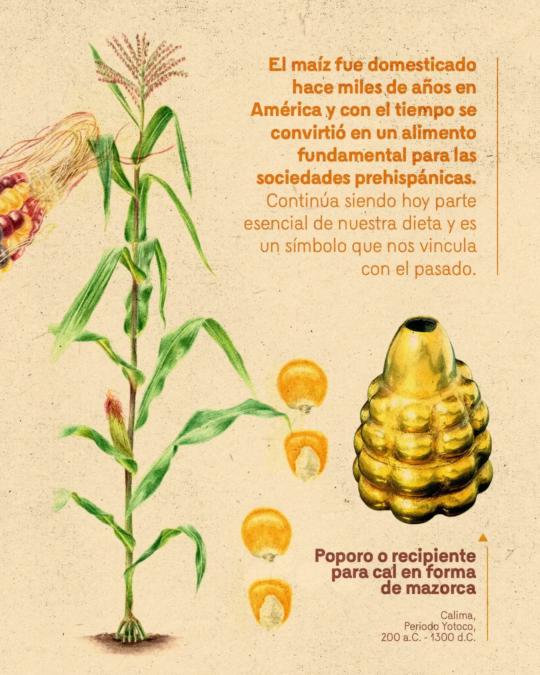 Ilustración de maíz y el texto: El maíz fue domesticado hace miles de años en América y con el tiempo se convirtió en un alimento fundamental para las sociedades prehispánicas