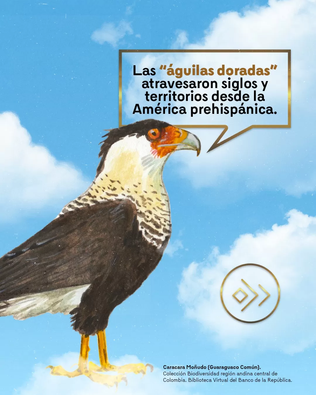Caracara Moñudo (Guaraguaco Común)