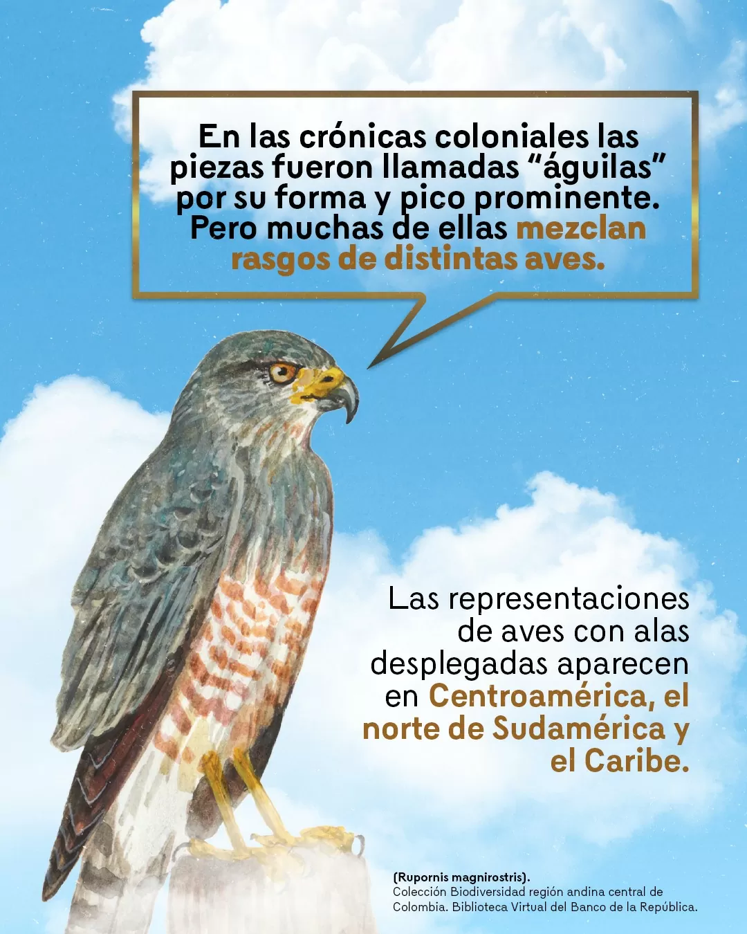 Rupornis magnirostris