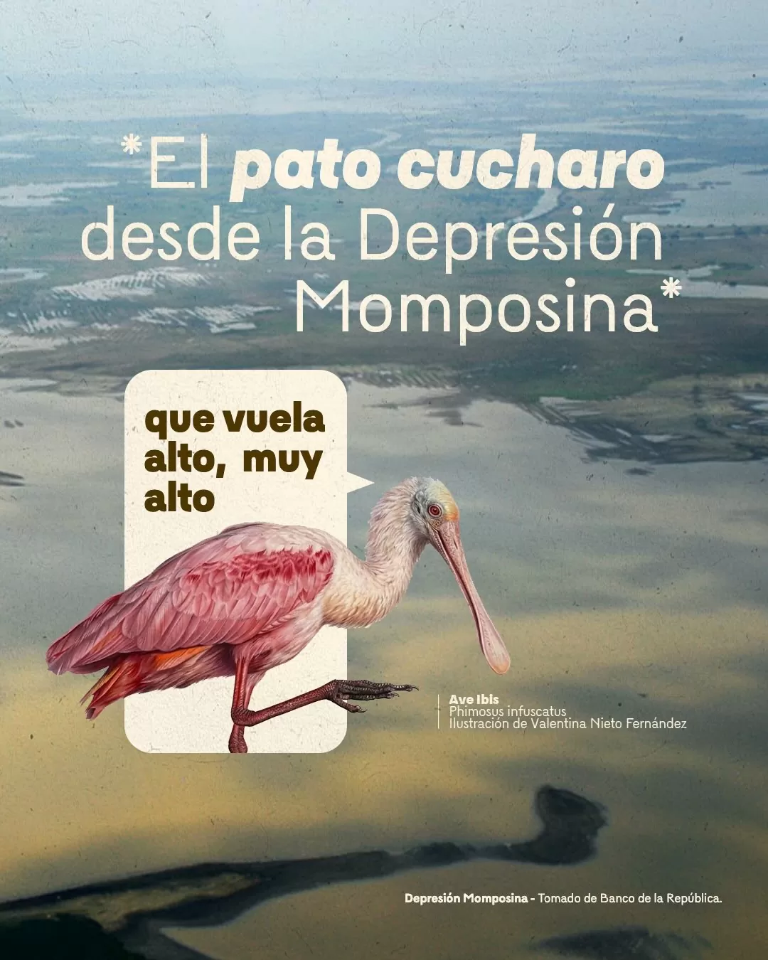 Imagen de ave Ibis y el texto: El pato cucharo desde la Depresión Momposina 