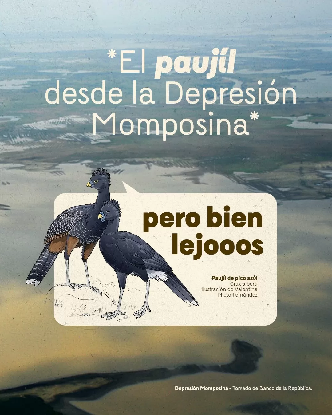 Imagen de paujíl de pico azul y el texto: El paujíl desde la Depresión Momposina 