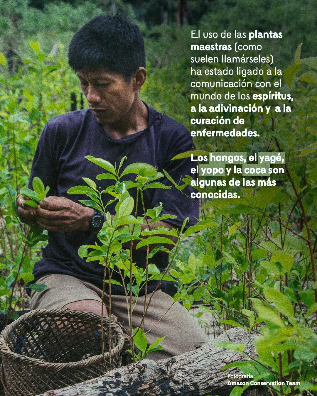 Fotografía de indígena y el texto: El uso de plantas maestras ha estado ligado a la comunicación con el mundo de los espíritus, a la adivinación y a la curación de enfermedades