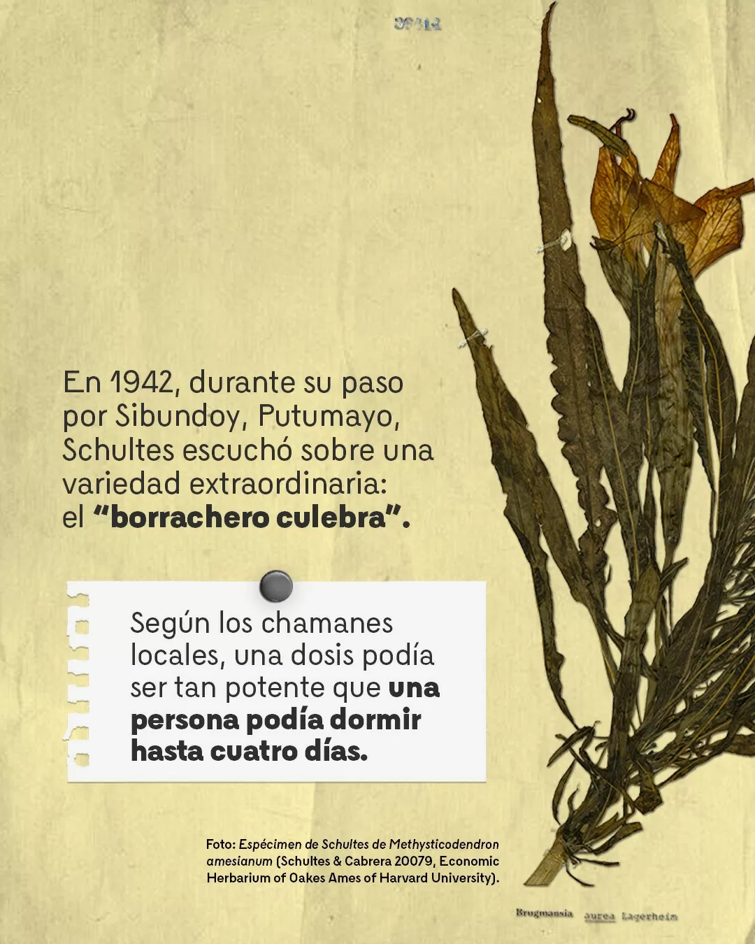 Fotografía de espécimen de Schultes