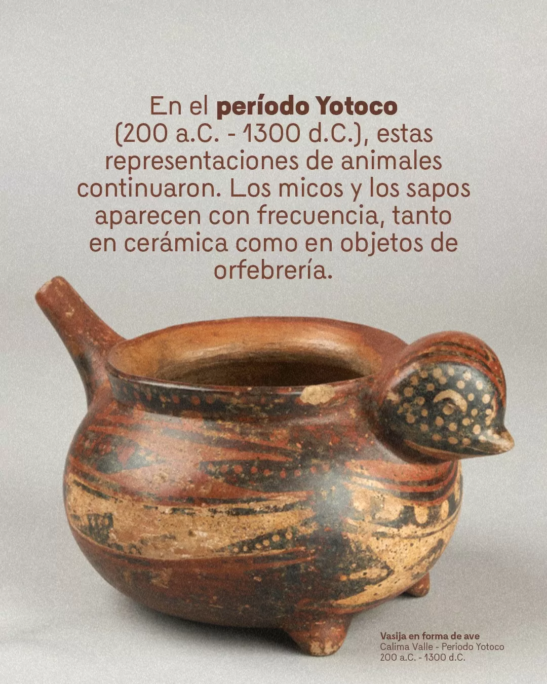 Imagen de vasija en forma de ave y el texto: En el período Yotoco (200 a.C - 1300 d.C.), estas representaciones de animales continuaron. Los micos y los sapos aparecen con frecuencia, tanto en cerámica como en objetos de orfebrería