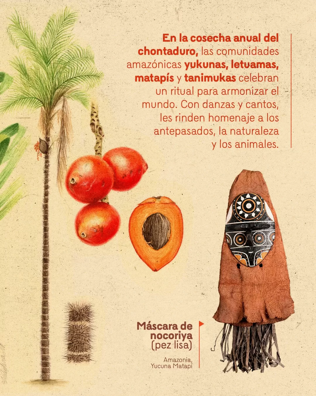 Ilustración de chontaduro y el texto: En la cosecha anual del chontaduro, las comunidades amazónicas yukunas, letuamas, matapís y tanimukas celebran un ritual para armonizar el mundo