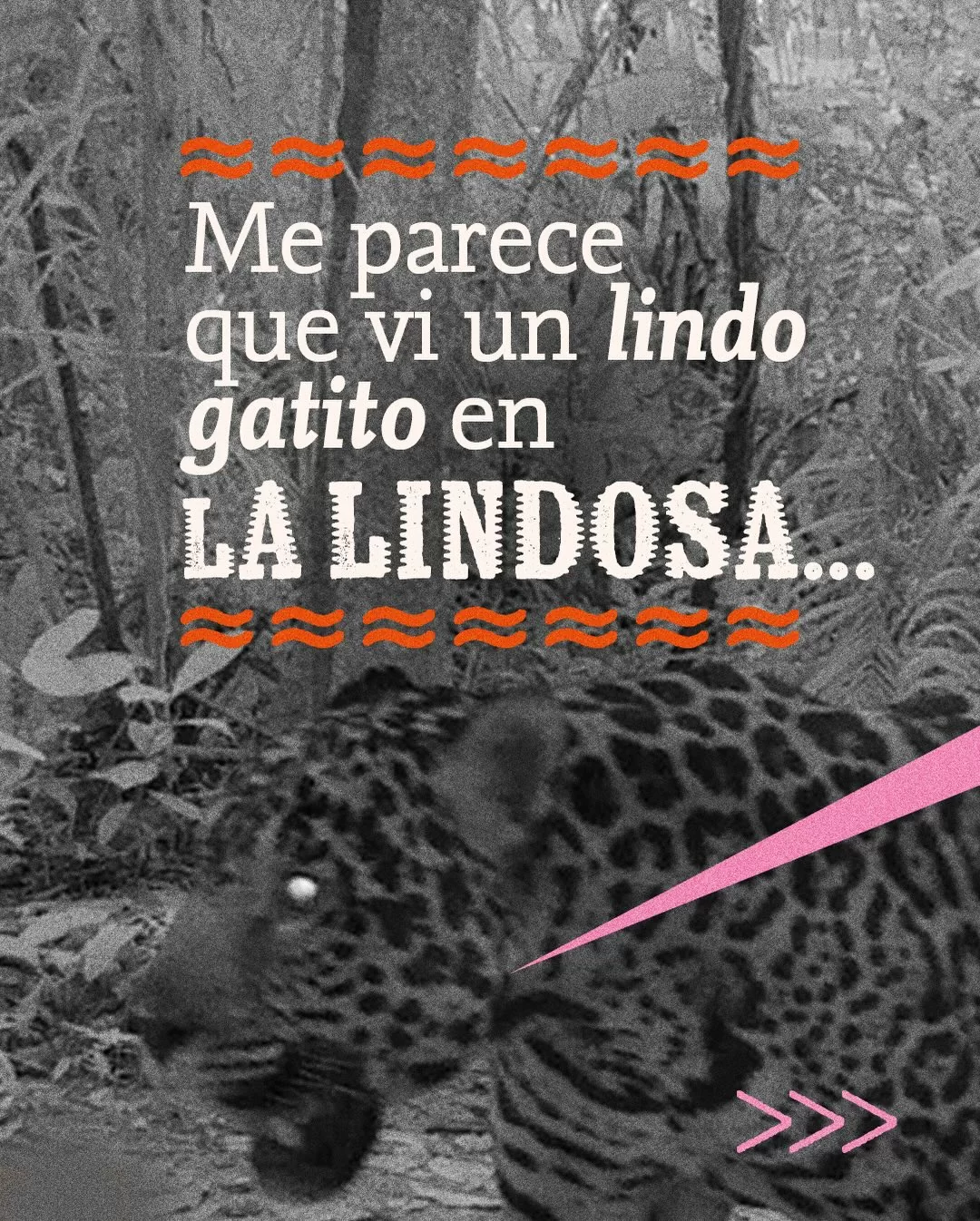 Me parece que vi un lindo gatito en La Lindosa.