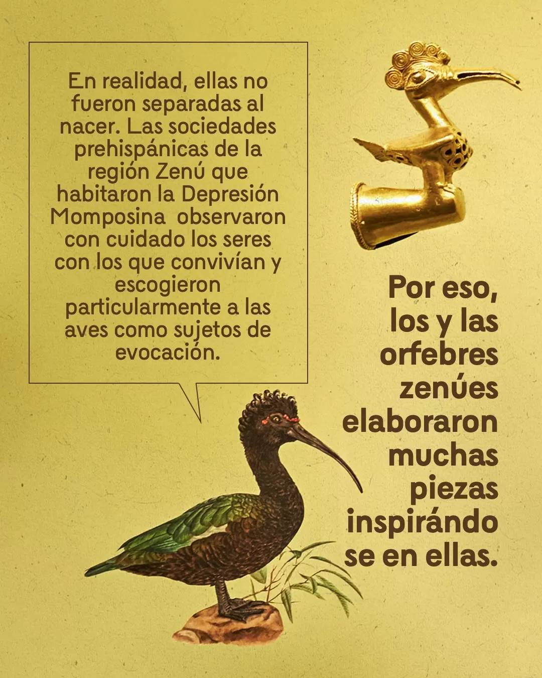 Imagen de ave hecha por zenúes e ilustración de ave y el texto: En realidad, ellas no fueron separadas al nacer. Las sociedades prehispánicas de la región Zenú que habitaron la Depresión Momposina observaron con cuidado los seres con los que conivivían y escogieron particularmente a las aves como objetos de evocación 