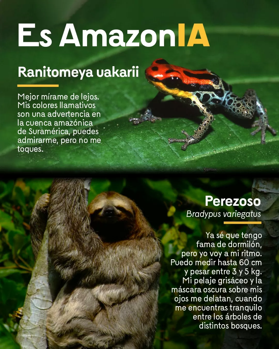 Fotografía de ranitomeya uakarii y perezoso