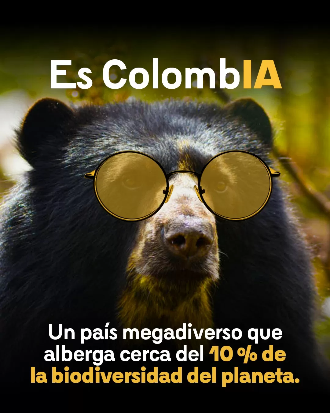 Fotografía de oso andino