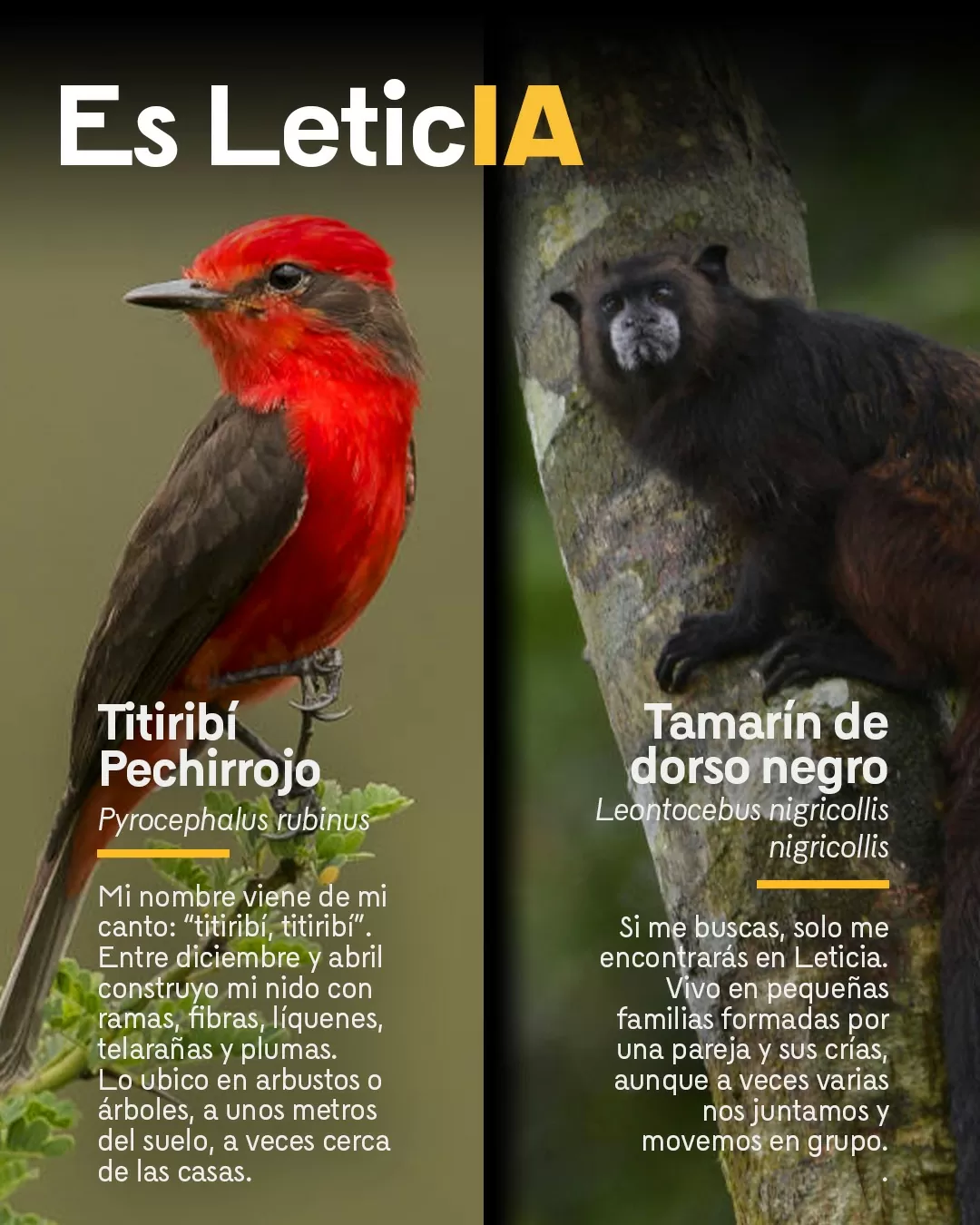 Fotografía de titiribí pechirrojo y tamarín de dorso negro