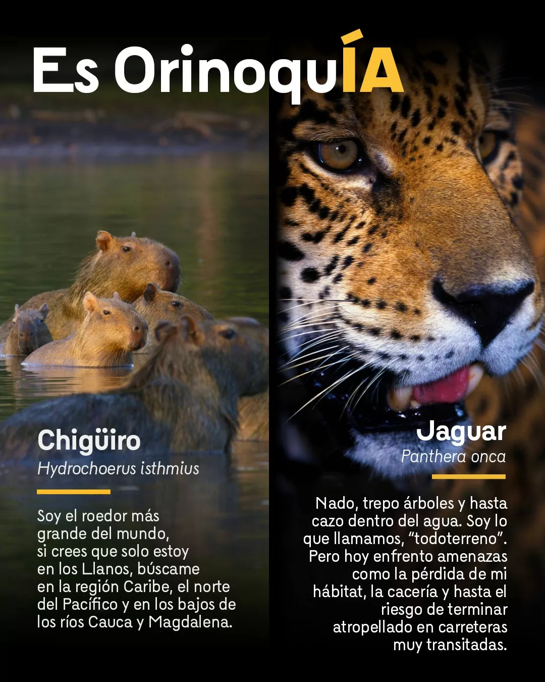 Fotografía de chigüiro y jaguar