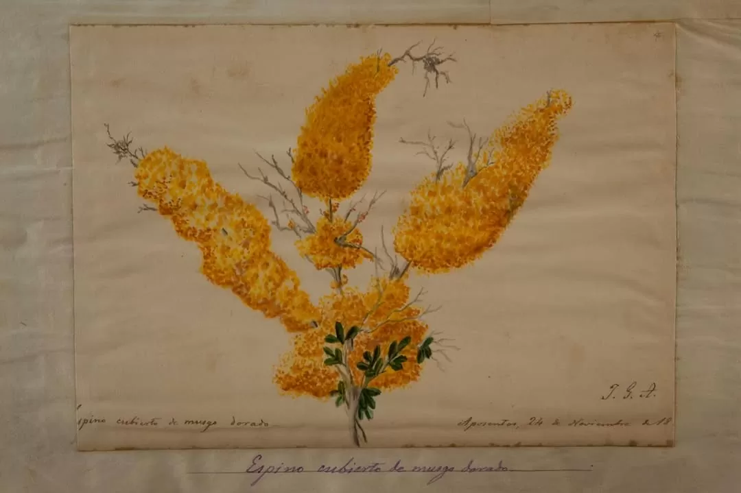 Ilustración de espino cubierto de musgo dorado