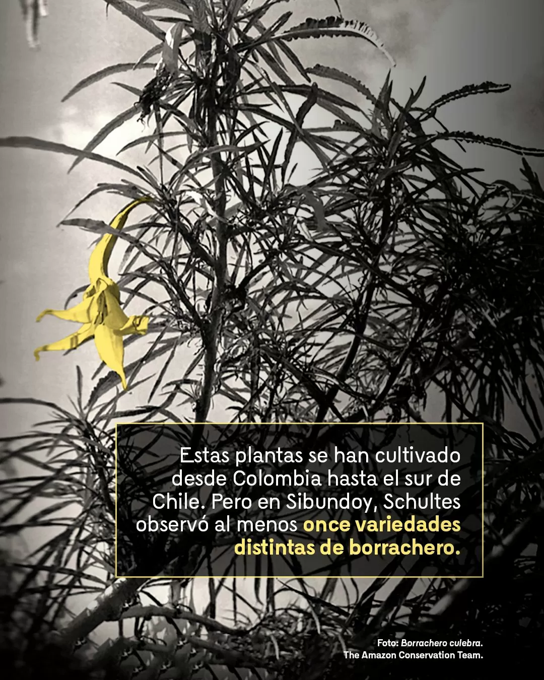 Fotografía de borrachero y el texto: Estas plantas se han cultivado desde Colombia hasta el sur de Chile. Pero en Sibundoy, Schultes observó al menos once variedades distintas de borrachero