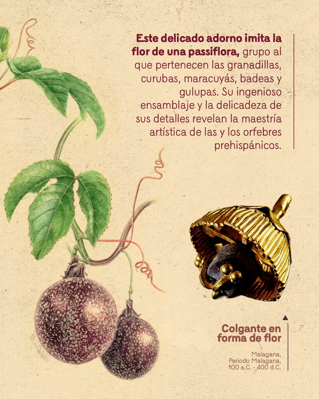 Ilustración de gulupa y el texto: Este delicado adorno imita la flor de passiflora, grupo al que pertenecen las granadillas, curubas, maracuyás badeas y gulupas
