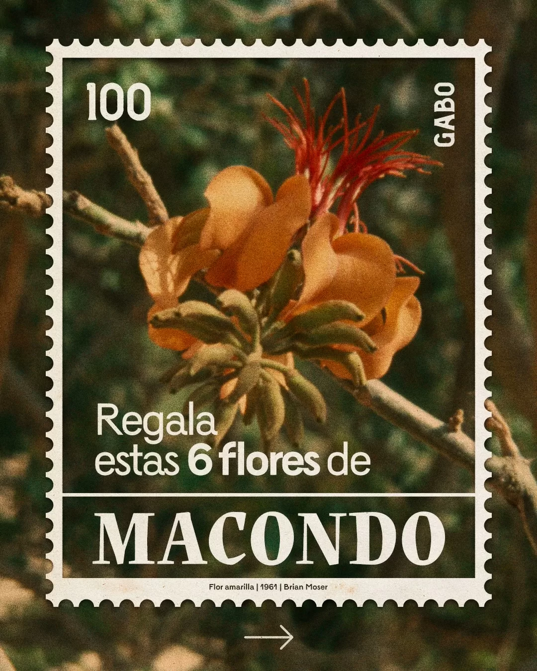 Imagen de una flor amarilla de Brian Moser 