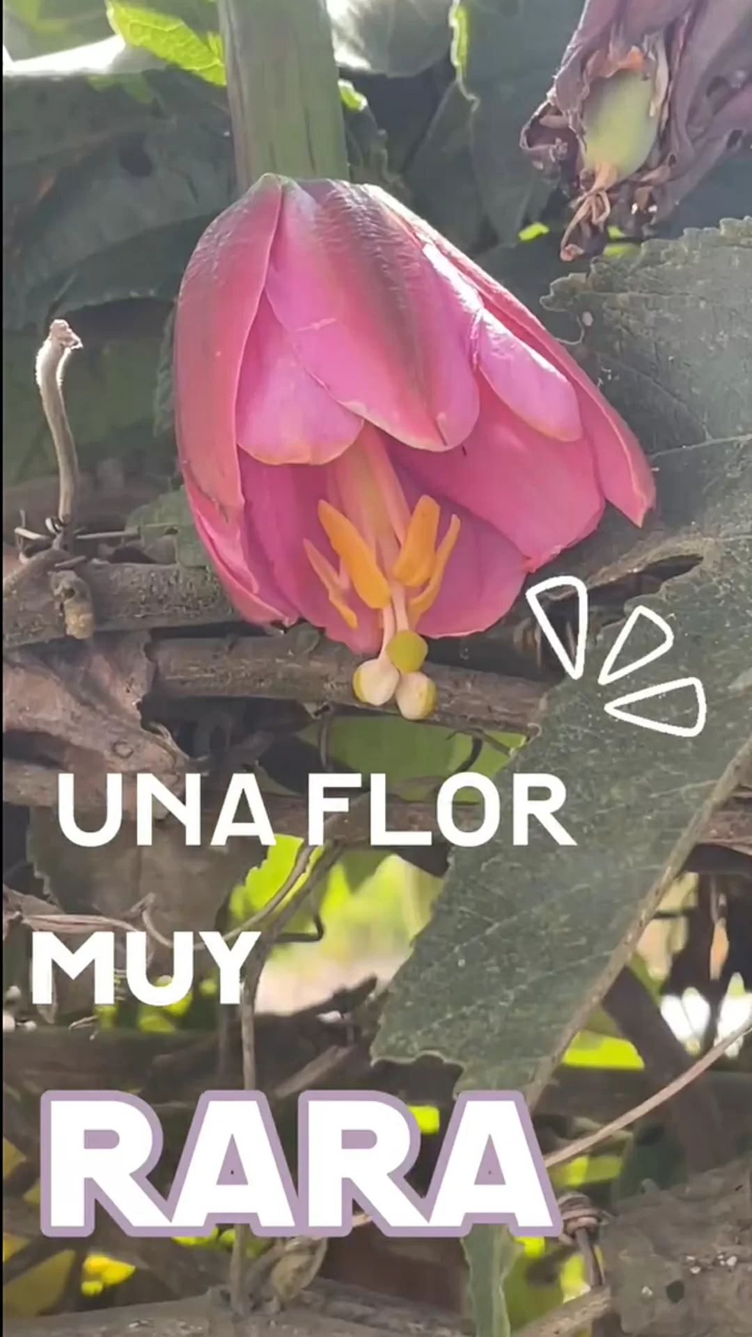 Imagen a color de una flor de curuba