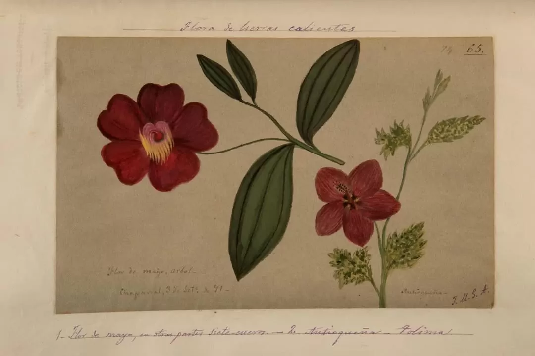 Ilustración de flor de mayo