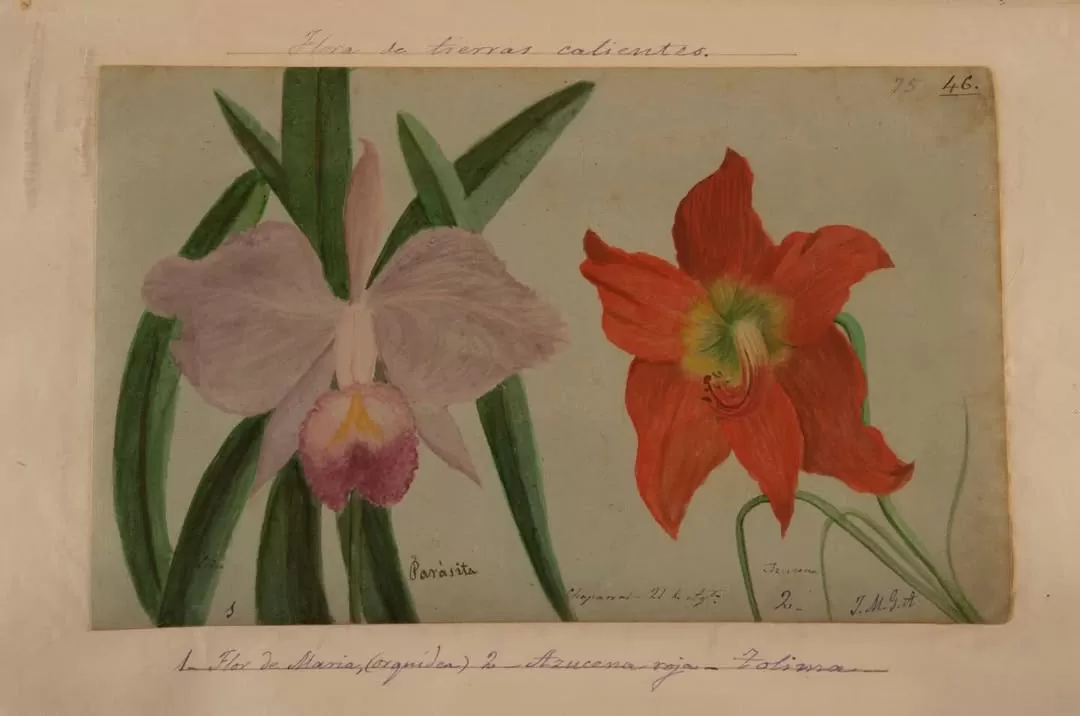 Ilustración de flores de tierras calientes