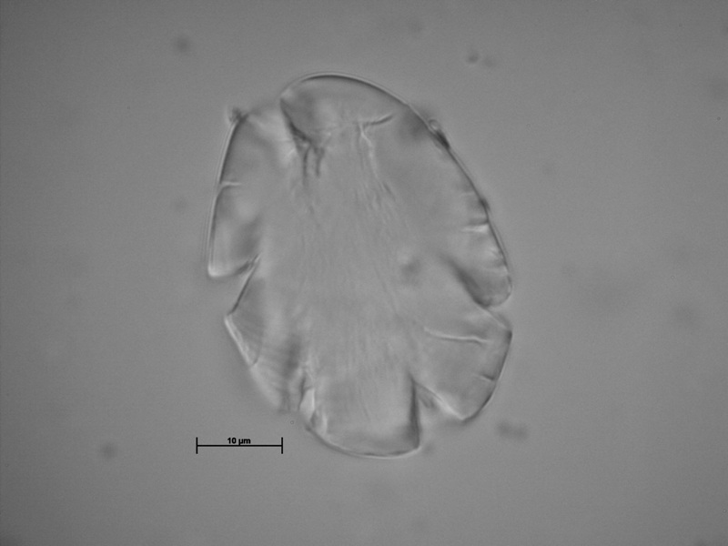 Achira. Taxón Cannaceae. Artefacto: fragmento mano de molienda. Cronología asociada:&nbsp;9451±58 BP.&nbsp;&nbsp;Francisco Javier Aceituno (fotos personales, Laboratorio de Arqueología, Universidad de Antioquia).