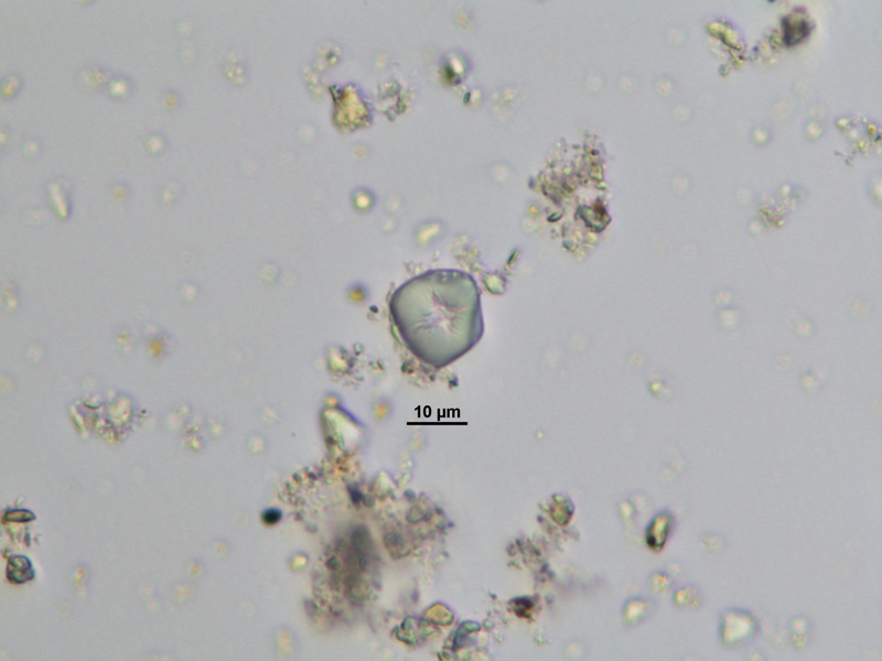 Maíz. Zea mays. Artefacto: mano. Cronología asociada:&nbsp;7014±63 BP.&nbsp;&nbsp;Francisco Javier Aceituno (fotos personales, Laboratorio de Arqueología, Universidad de Antioquia).
