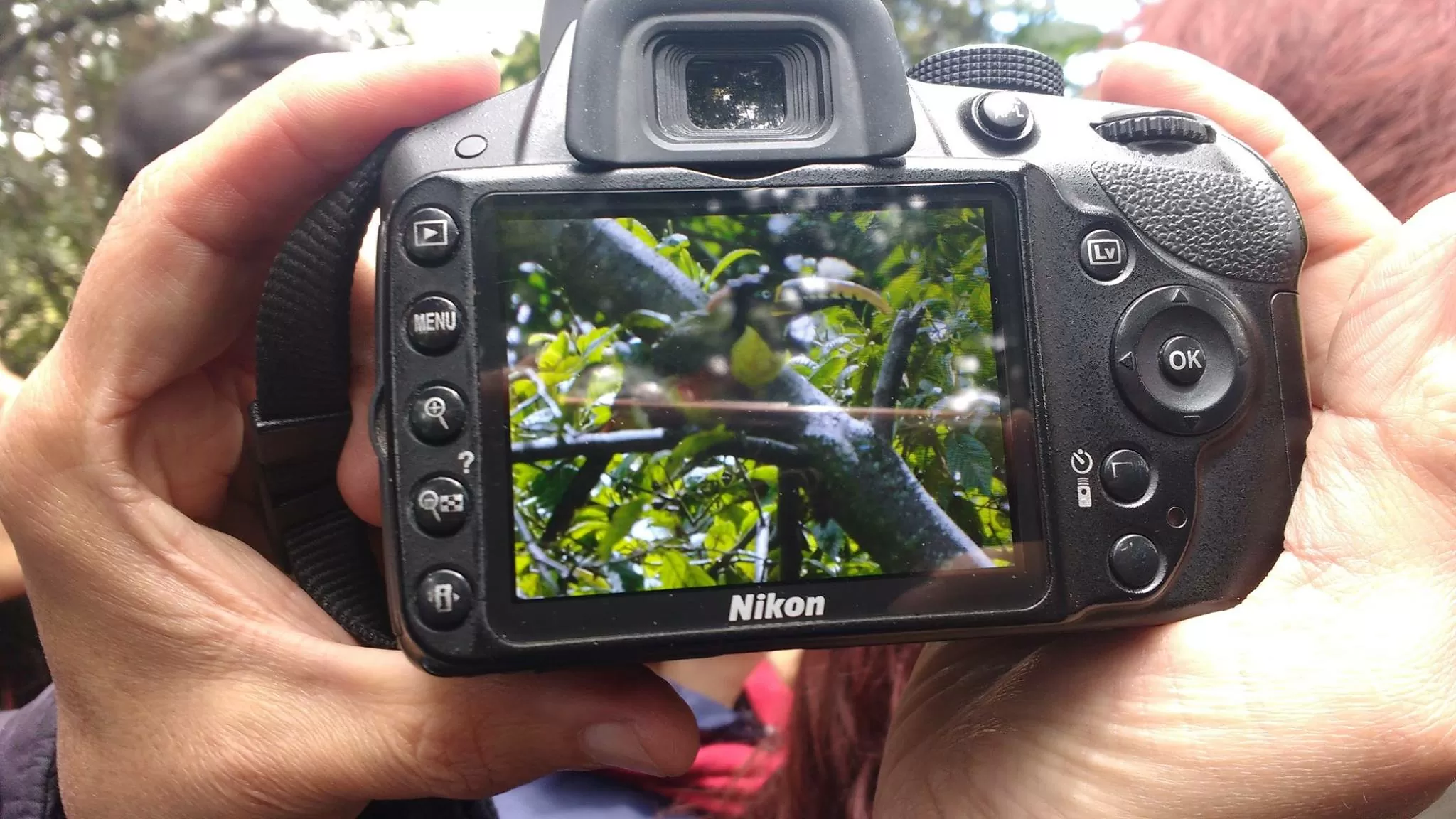 Fotografía a un tucán en el Humedal Córdoba